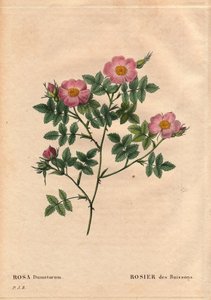 Botanisk bord, blomst, rosesort: buskrose (Rosa dumetorum). Fra familien av hunderoser fra Europa og Asia, oppdaget før 1821. I "" Les Roses", bind 2 av Pierre Joseph Redoute (1759-1840) av Pierre Joseph Redouté