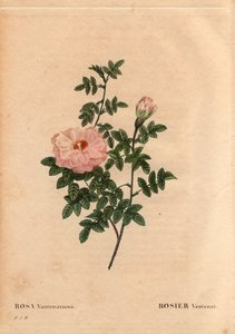 Botanisk bord, blomst, rosesort: Rose Ventenat. (Rosa ventenatiana), ukjent opprinnelse. I "" Les Roses", bind 2 av Pierre Joseph Redoute (1759-1840) av Pierre Joseph Redouté