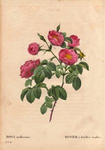 Botanisk bord, blomst, rosesort: Rose med myke blader. (Rosa mollissima flora submultiplici). Rose mollis variant, før 1821. I "" Les Roses", bind 2 av Pierre Joseph Redoute (1759-1840) av Pierre Joseph Redouté