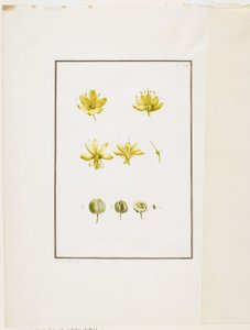 Botanisk disseksjon: Yellow Asphodel (Asphodelus lutea), ca. 1778-90 (wc og grafitt på papir) av Pierre Joseph Redouté