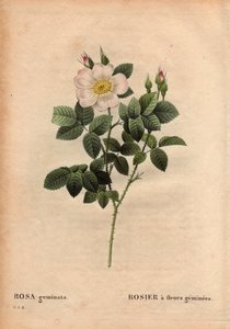 Botanisk tallerken, blomst, rosesort: edelstensblomstret rose. (Rosa geminata). Oppdaget av professor Rau, nær Würzburg, Tyskland før 1820. I "" Les Roses", bind 2 av Pierre Joseph Redoute (1759-1840) av Pierre Joseph Redouté