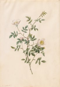Brier buskrose eller hunderose (Rosa Sepium Rosea) av Pierre Joseph Redouté