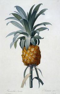 Bromelia Ananas (håndfarget gravering) av Pierre Joseph Redouté