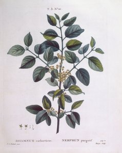Tindved (Rhamnus catharticus), Henry Louis Duhamel du Monceau, botanisk plate av Pierre Joseph Redouté av Pierre Joseph Redouté