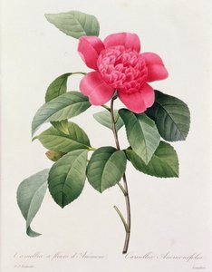 Camellia Anemonefolia (farget gravering) av Pierre Joseph Redouté