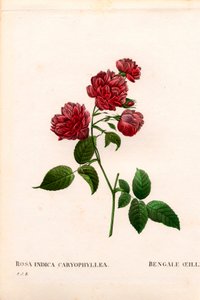 Carnation China rose, Rosa chinensis variant, The Bengal Carnation Carnation. Håndfarget prikkete kobberstikk fra Pierre Joseph Redoutes "" Les Roses,"" Paris av Pierre Joseph Redouté