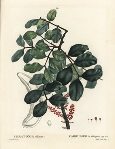 Johannesbrødtre eller johannesbrød, Ceratonia siliqua. Håndfarget stiplegravering av Mixelle l