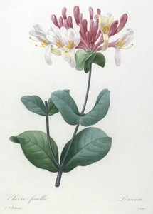 Chevre-feuille, fra Choice Of The Most Beautiful Flowers and Most Beautiful Fruits, 1827 (håndfarget prikkegravering)