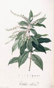 Clethra Arborea av Pierre Joseph Redouté