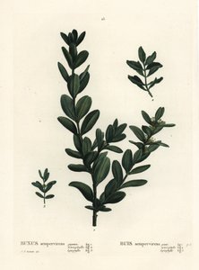 Vanlig boks, europeisk boks eller buksbom, Buxus sempervirens (gigantea, heterophylla og leptophylla). Håndfarget stiplegravering etter en illustrasjon av Pierre-Joseph Redoute fra Henri Louis Duhamel du Monceaus Treat des Arbres et Shrustes, Paris av Pierre Joseph Redouté