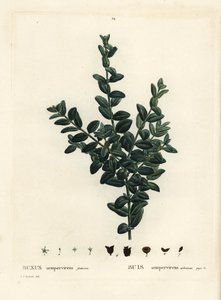Vanlig boks, europeisk boks eller buksbom, Buxus sempervirens fruticosa. Håndfarget stiplegravering etter en illustrasjon av Pierre-Joseph Redoute fra Henri Louis Duhamel du Monceaus Treat des Arbres et Shrustes, Paris av Pierre Joseph Redouté