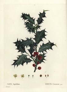 Vanlig kristtorn, Ilex aquifolium. Håndfarget stiplegravering etter en illustrasjon av Pierre-Joseph Redoute fra Henri Louis Duhamel du Monceaus Treat des Arbres et Shrustes, Paris av Pierre Joseph Redouté