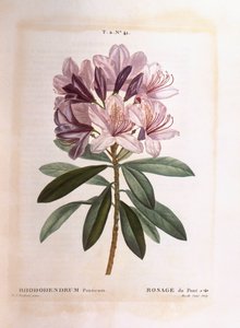 Vanlig rhododendron (Rhododendron ponticum), Henry Louis Duhamel du Monceau, botanisk plate av Pierre Joseph Redouté av Pierre Joseph Redouté