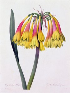 Cyrtanthus Obliquus (farget gravering) av Pierre Joseph Redouté