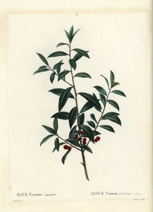 Dahoon kristtorn eller cassina, Ilex cassine. Håndfarget stiplegravering av Coqueret etter en illustrasjon av Pierre-Joseph Redoute fra Henri Louis Duhamel du Moncels Treat des Arbres et Shrustes, Paris av Pierre Joseph Redouté