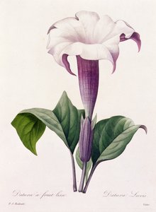 Dature Laevis (farget gravering) av Pierre Joseph Redouté