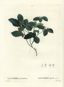 Østlig tebær, sjakkbær eller boksbær, Gaultheria procumbens. Håndfarget stiplegravering av Tassaert etter en illustrasjon av Pierre-Joseph Redoute fra Henri Louis Duhamel du Moncels Treat des Trees et Shrustes, Paris av Pierre Joseph Redouté