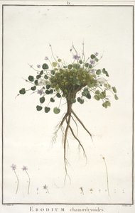 Erodium chamaedryoides, fra Geraniologi, eller fra historien til Erodius, Pelargonii, Monsonia og Grieli, illustrert med ikoner, 1787-88 (håndfarget gravering) av Pierre Joseph Redouté