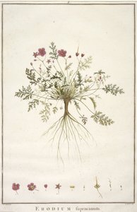 Erodius supracanum, fra Geraniologi, eller fra historien til Erodii, Pelargonii, Monsonia og Grieli, illustrert med ikoner, 1787-88 (håndfarget gravering) av Pierre Joseph Redouté