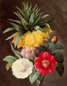 Eksotiske blomster av Pierre Joseph Redouté