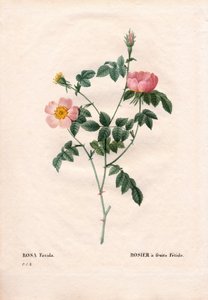 Fetid fruktrose. Håndfarget prikkete kobberstikk fra Pierre Joseph Redoutes "" Les Roses,"" Paris av Pierre Joseph Redouté