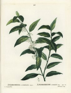 Fetterbush, Andromeda acuminata. Håndfarget prikkegravering av frøken Brenet etter en illustrasjon av Pierre-Joseph Redoute fra Henri Louis Duhamel du Moncels Treat des Arbres et Shrustes, Paris av Pierre Joseph Redouté