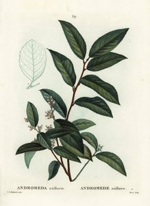 Fetterbush, Andromeda axillaris. Håndfarget stiplegravering av Moret etter en illustrasjon av Pierre-Joseph Redoute fra Henri Louis Duhamel du Moncels Treat des Arbres et Shrustes, Paris av Pierre Joseph Redouté