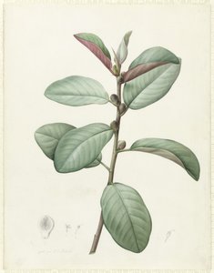 Ficus Rubiginosa (wc og kroppsfarge over grafitt på vellum) av Pierre Joseph Redouté