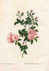 Kjøttrosa rosa multiflora, Rosa multiflora var. carnea, Rosier Multiflora med carnea-blomster. Håndfarget prikkete kobberstikk fra Pierre Joseph Redoutes "" Les Roses,"" Paris av Pierre Joseph Redouté