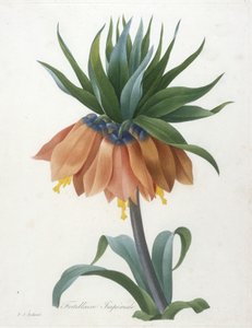 Fritillary Imperiale, fra Valg av de vakreste blomstene og de vakreste fruktene, 1827