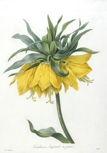 Fritillary, Imperiale gul variant, fra Choice Of The Most Beautiful Flowers and Most Beautiful Fruits, 1827 (håndfarget stiplegravering)