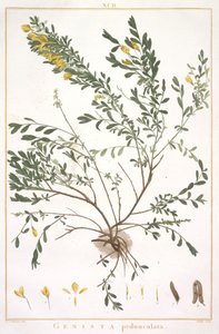 Genista pedunculata, fra Stripes Nova or Less Known, 1784 (håndfarget gravering) av Pierre Joseph Redouté