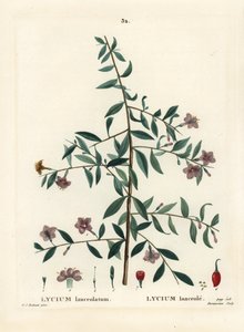 Gojibær eller kinesisk ulvebær, Lycium barbarum (Lycium lanceolatum). Håndfarget stiplegravering av Du Ruisseau etter en illustrasjon av Pierre-Joseph Redoute fra Henri Louis Duhamel du Moncels Treat des Arbres et Shrustes, Paris av Pierre Joseph Redouté