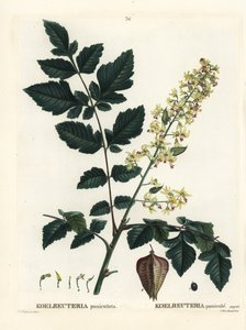 Goldenrain-tre, Indias stolthet, Kina-tre eller lakktre, Koelreuteria paniculata. Håndfarget stiplegravering av etter en illustrasjon av Pierre-Joseph Redoute fra Henri Louis Duhamel du Monceaus Treat des Arbres et Shrustes, Paris av Pierre Joseph Redouté