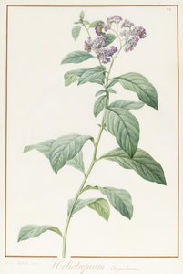 Heliotropium Corymbosurn, 1812 (wc og kroppsfarge over grafitt på vellum) av Pierre Joseph Redouté