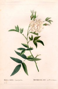 Hampbladet hvit rose, Rosa alba var. cannabifolia, hvit rose med hampblader. Håndfarget prikkete kobberstikk fra Pierre Joseph Redoutes "" Les Roses,"" Paris av Pierre Joseph Redouté