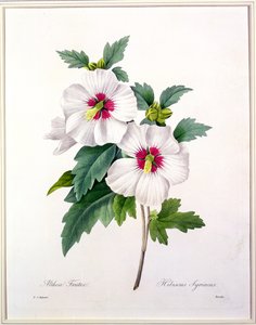 Hibiscus syriacus, gravert av Bessin, fra 