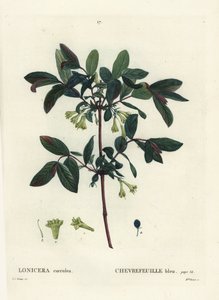 Honningbær, Haskap bær, blåbær kaprifol eller søtbær kaprifol, Lonicera caerulea. Håndfarget stiplegravering av frøken Brenet etter en illustrasjon av Pierre-Joseph Redoute fra Henri Louis Duhamel du Moncels Treat des Arbres et Shrustes av Pierre Joseph Redouté