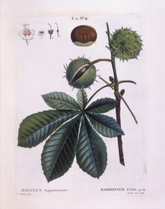 Hestekastanje eller Conker-tre (Aesculus hippocastanum), Henry Louis Duhamel du Monceau, botanisk plate av Pierre Joseph Redouté av Pierre Joseph Redouté