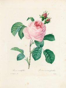 Hundred-Leaved Rose, gravert av Langlois, fra 