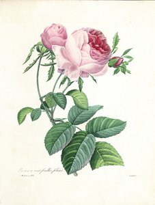Hundred-Leaved Rose, gravert av Langlois, fra 