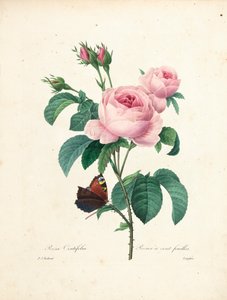 Hundred-Leaved Rose, gravert av Langlois, fra Choice of the Most Beautiful Flowers and Most Beautiful Fruits, Vol. I, 1827-33