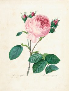Hundred-Leaved Rose, fra "Velge de vakreste blomstene og de vakreste fruktene", Vol. I, 1827-33