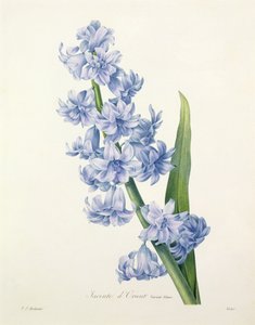 Hyacinthus orientalis (vanlig hyasint), gravert av Victor, fra 