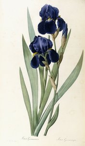 Iris tysk