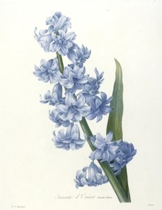 Orientalsk hyasint, blå variant, fra Choice Of The Most Beautiful Flowers and Most Beautiful Fruits, 1827 (håndfarget stiplet gravering)