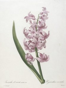 Orientalsk hyacintrosa variant, Hyacinthus orientalis, fra Valg av de vakreste blomstene og de vakreste fruktene, 1827 (håndfarget prikkegravering)