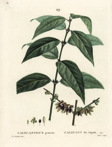 Japansk allehånde, Chimonanthus praecox (Calycanthus praecox). Håndfarget stiplegravering av Moret etter en illustrasjon av Pierre-Joseph Redoute fra Henri Louis Duhamel du Moncels Treat des Arbres et Shrustes, Paris av Pierre Joseph Redouté