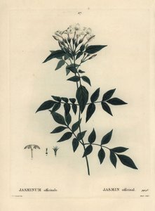 Jasmine, Jasminum officinale. Håndfarget stiplegravering av Moret etter en illustrasjon av Pierre-Joseph Redoute fra Henri Louis Duhamel du Moncels Treat des Arbres et Shrustes, Paris av Pierre Joseph Redouté