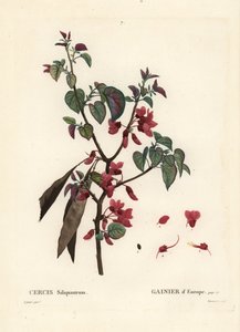 Judas tre, Cercis siliquastrum. Håndfarget stiplegravering av Tassaert etter en illustrasjon av Pierre-Joseph Redoute fra Henri Louis Duhamel du Moncels Treat des Trees et Shrustes, Paris av Pierre Joseph Redouté